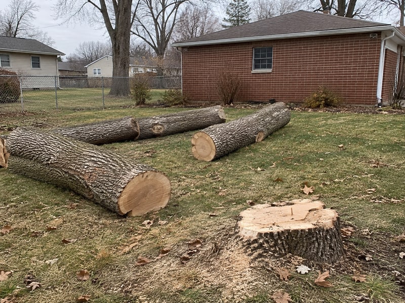 Fresh ash stump and cut trunk sections in a side yard