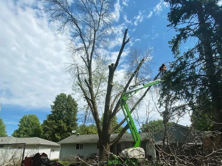 A large dead Ash tree near power lines before removal by Two Guys USA in Green Bay