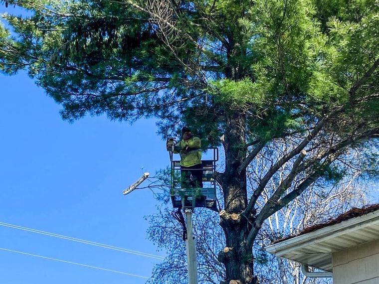 A Two Guys USA tree climber working in the canopy during a Green Bay tree removal