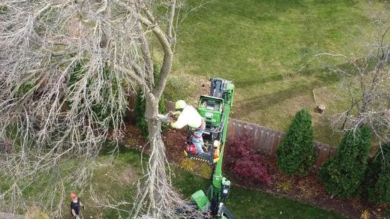 A Two Guys USA crew member taking a large bare tree down from a lift over a Green Bay yard